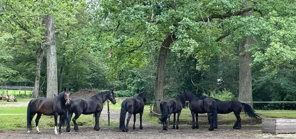 De Swaenhoeve Zoersel Buitenkant foto